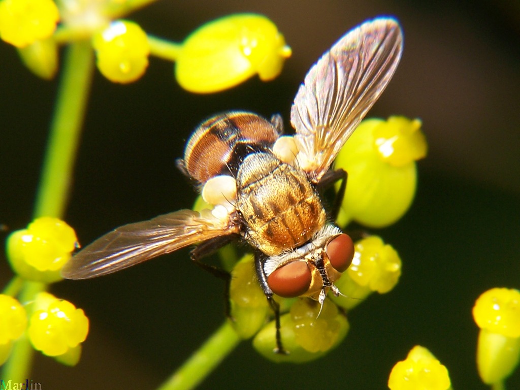Tachinid Fly - Gymnoclytia sp.