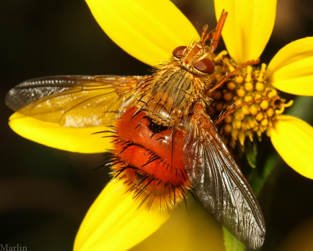 Tachinidae, Adejeania vexatrix