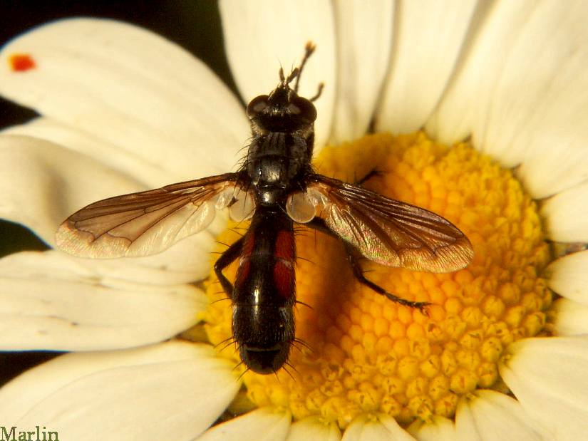 Tachinid Fly
