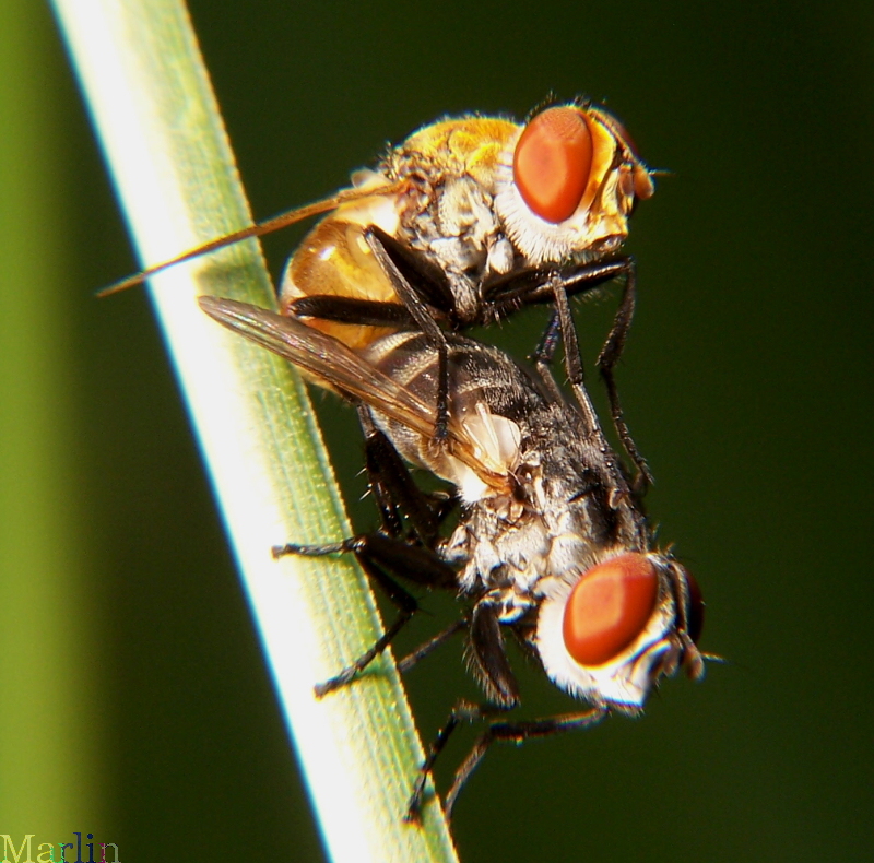 Mating Tachinid Flies