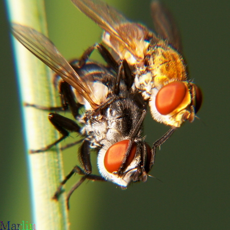 Mating Tachinid Flies