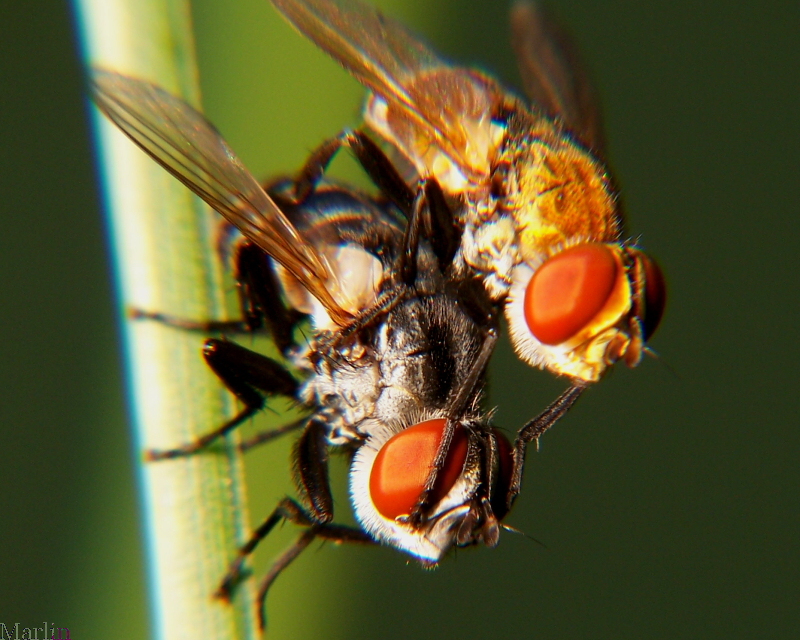 Mating Tachinid Flies