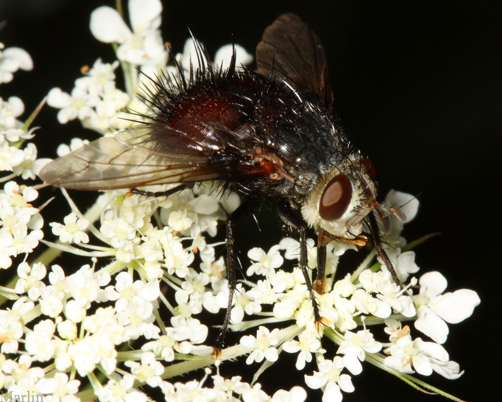 Tachinid Fly - Juriniopsis sp.