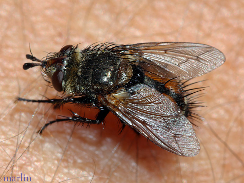 Tachinid Fly - Peleteria sp.