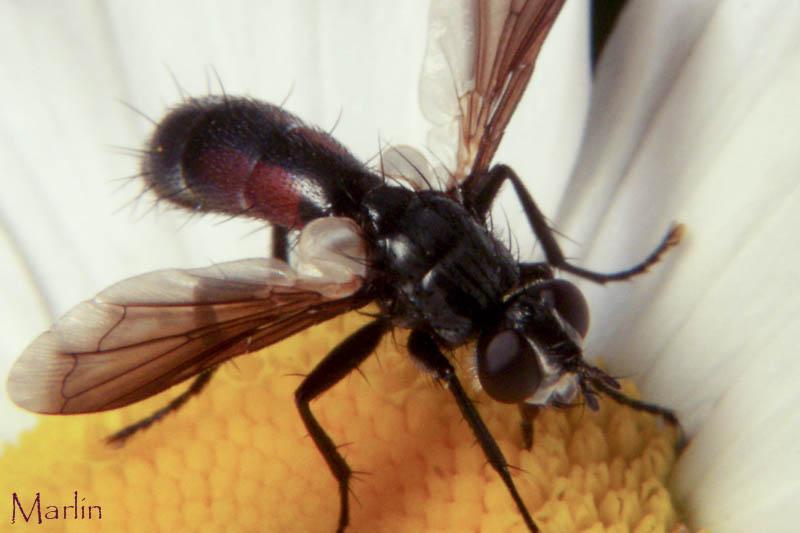 Tachinid Fly - Cylindromyia sp.
