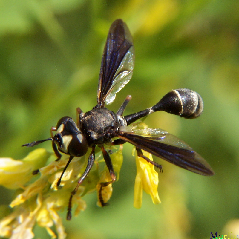 Thick-headed Fly - Physoconops sp.