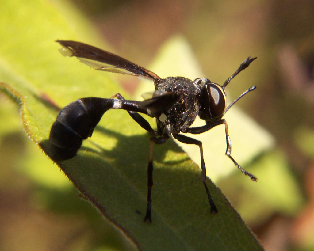 Thick-headed Fly - Physoconops sp.