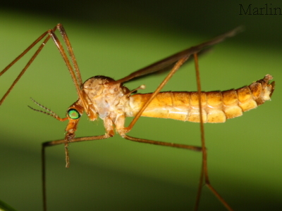 Infraorder Tipulomorpha