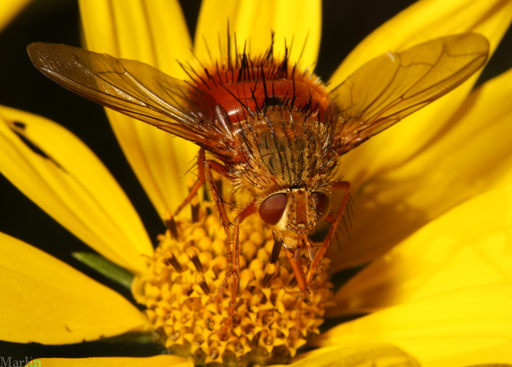 Adejeania vexatrix