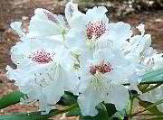 Peter Tigerstedt Rhododendron