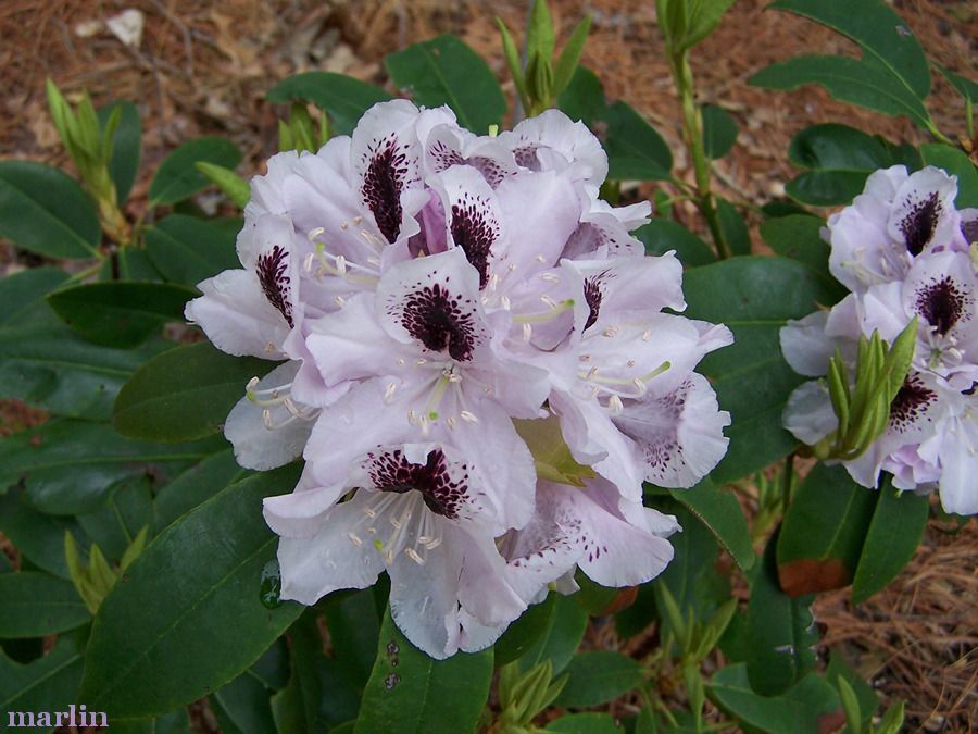 Calsap Rhododendron Flowers