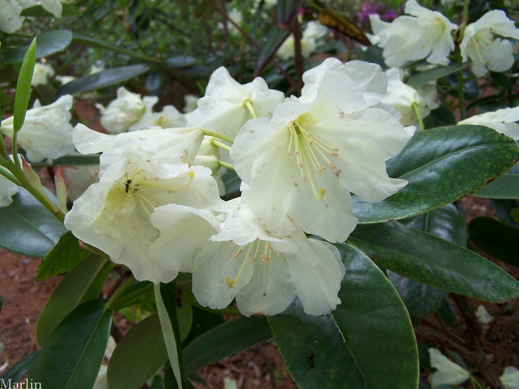 Hong Kong Rhododendron