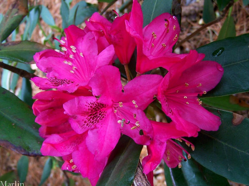 color photo Nova Zembla Rhododendron flowers