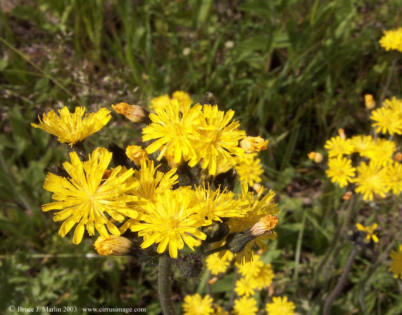 Pale Hawkweed
