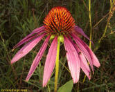 Purple Coneflower