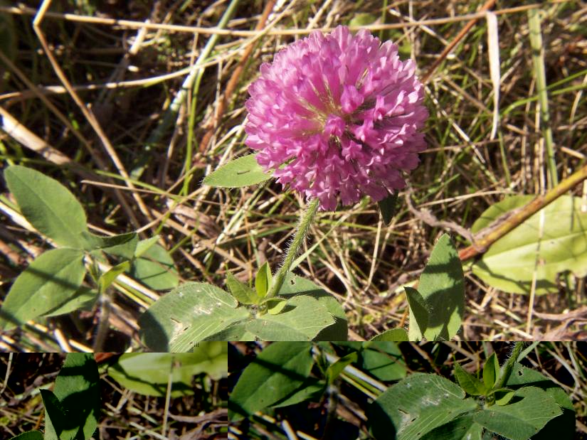 Red Clover - Trifolium pratense