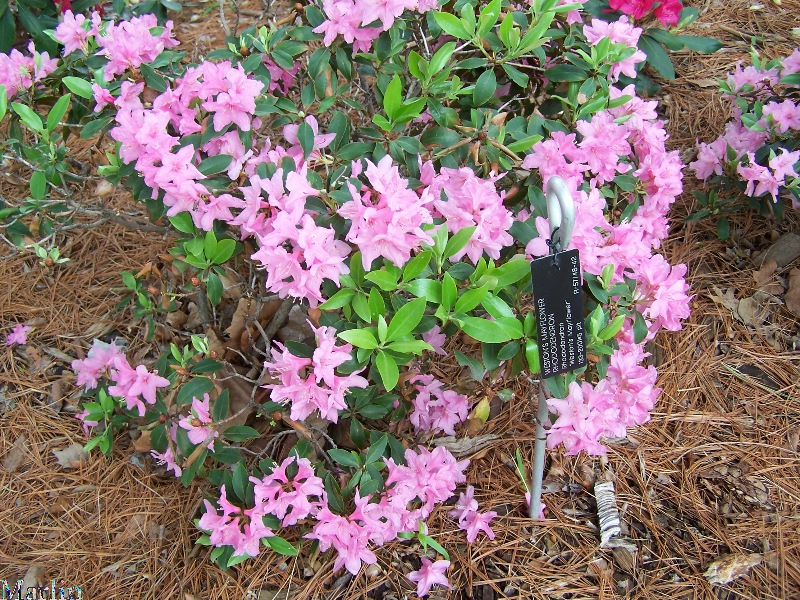 'Weston's Mayflower'  Rhododendron