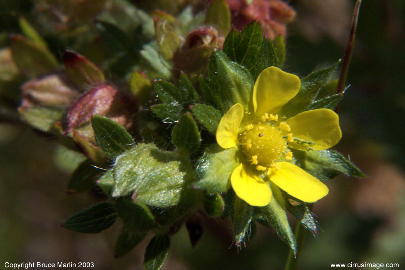 Rough Cinquefoil Wildflower