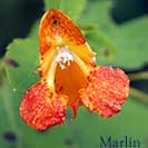 Jewelweed