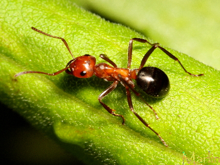 Allegheny Mound Ants - Formica exsectoides
