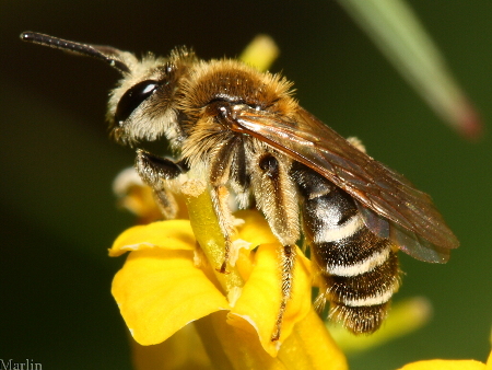 Andrenidae, Andrena barbilabris