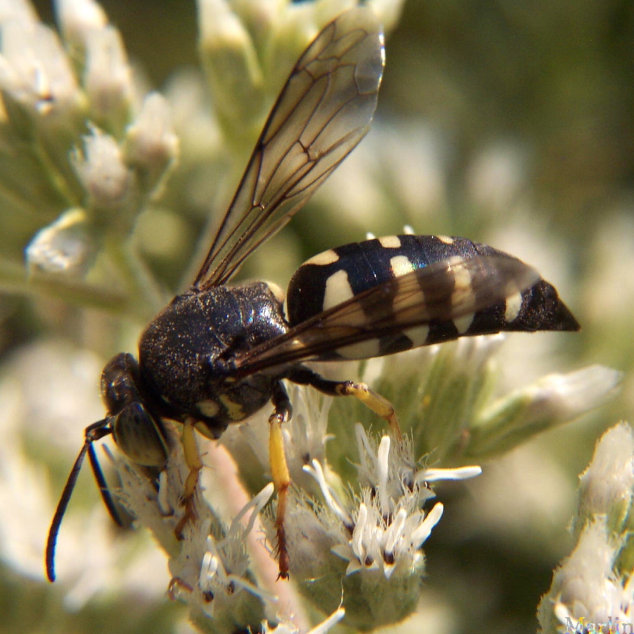 Sand Wasp - Bicyrtes quadrifasciata