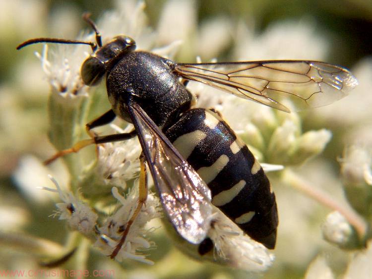 Sand Wasp - Bicyrtes quadrifasciata
