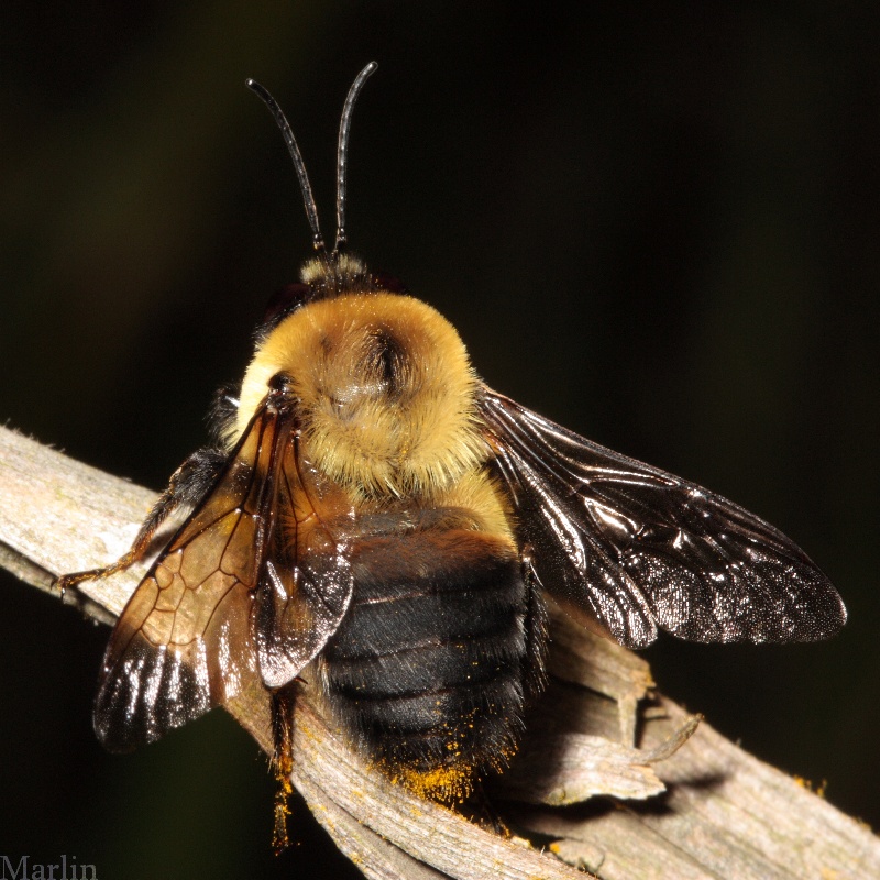 Male Brownbelted Bumble Bee - Bombus&nbsp;griseocollis