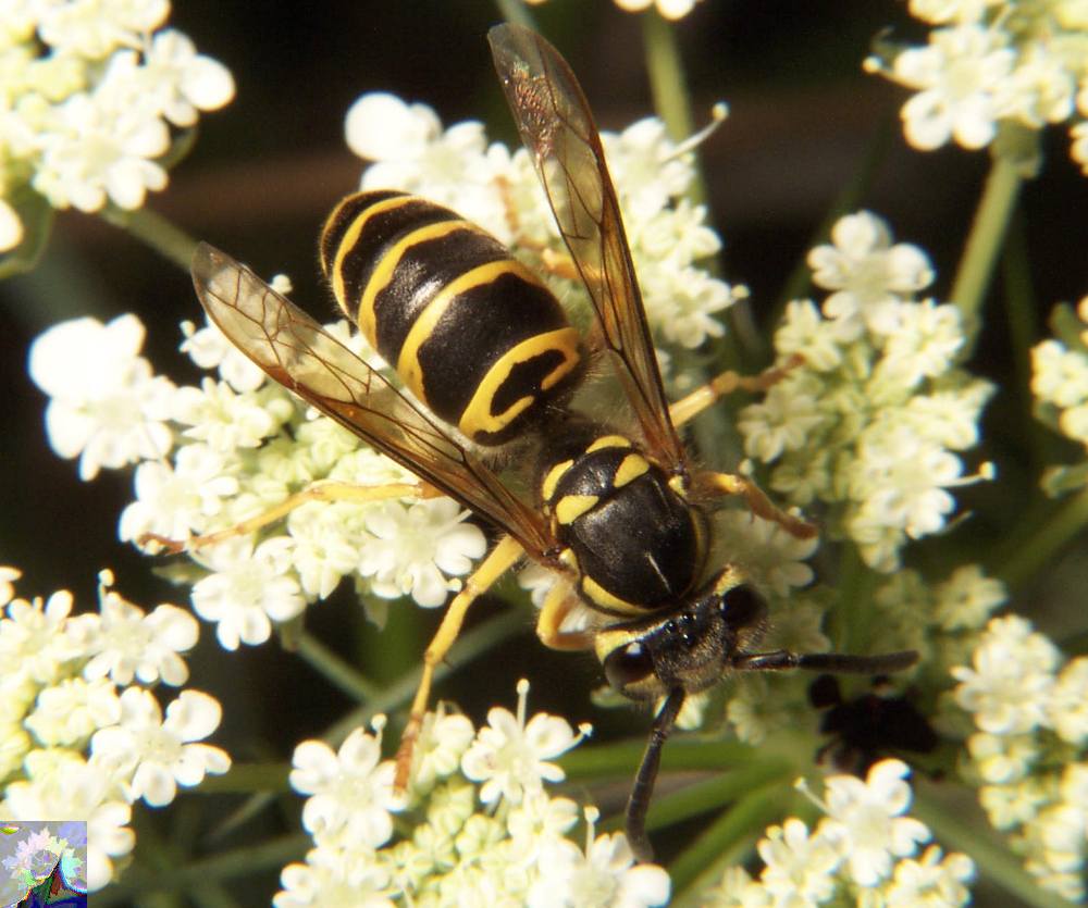 Eastern Yellowjacket
