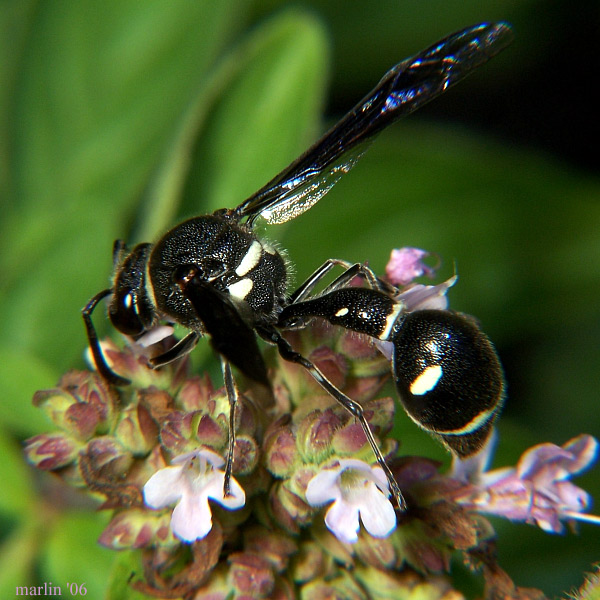 image: potter wasp