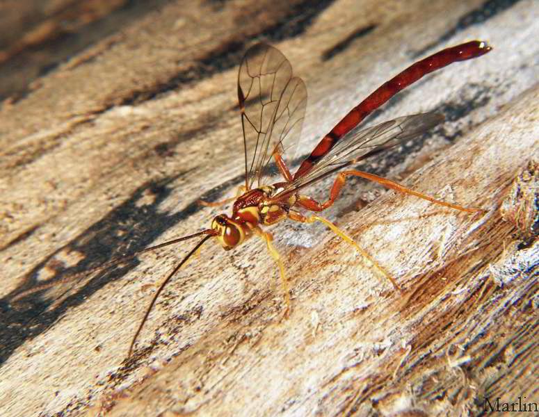 Male Ichneumon Wasp