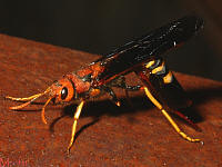 Pigeon Horntail