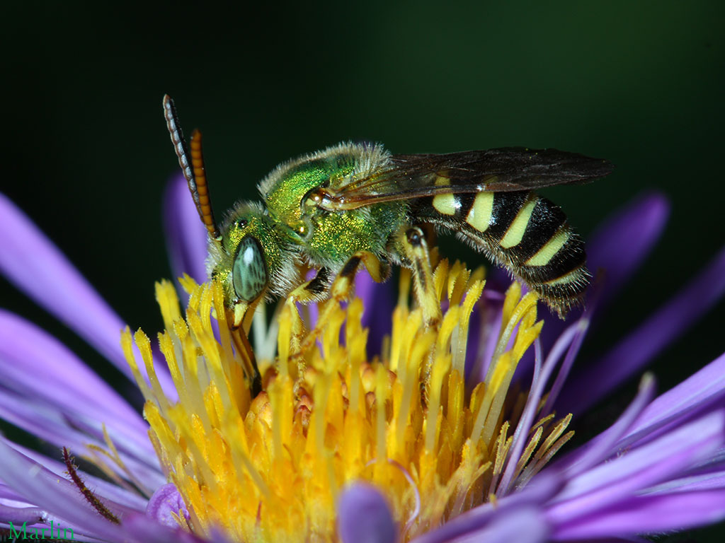 Bees U0026 Wasps