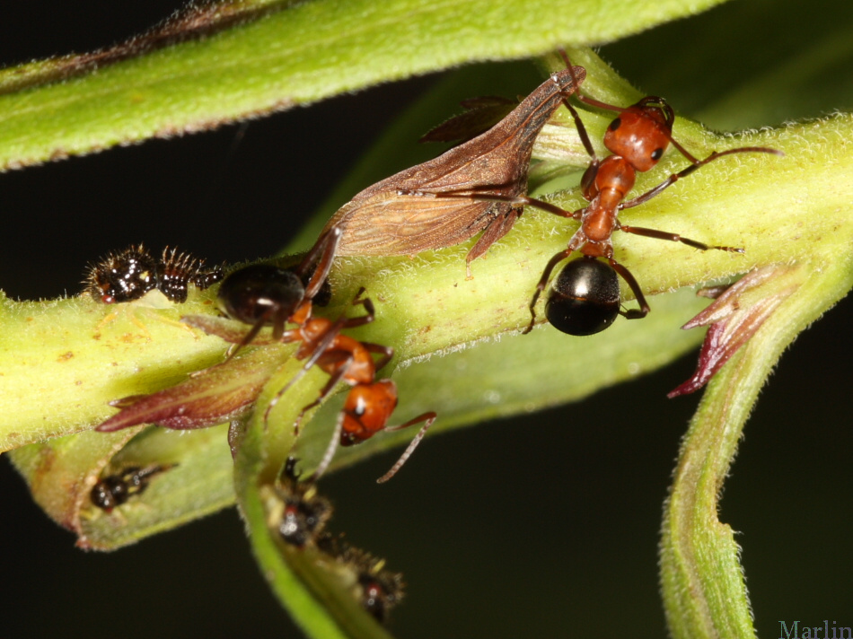 Allegheny mound ants