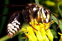 Baldfaced Hornet