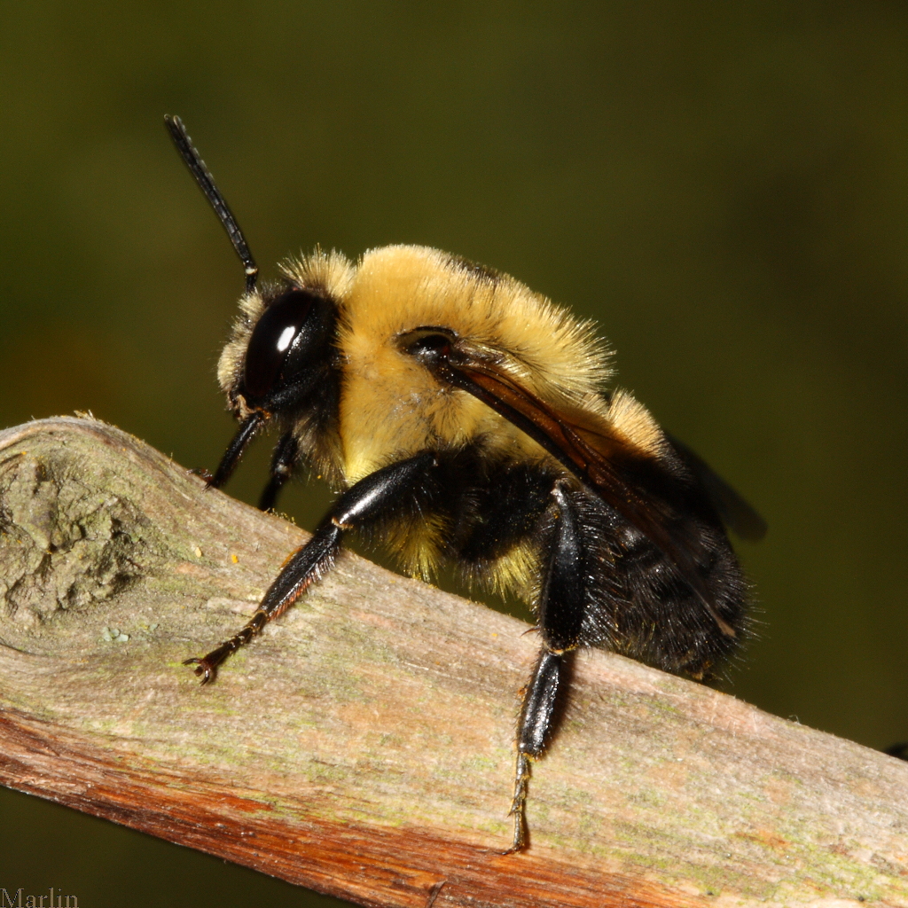 Brown-belted Bumble Bee - Bombus&nbsp;griseocollis
