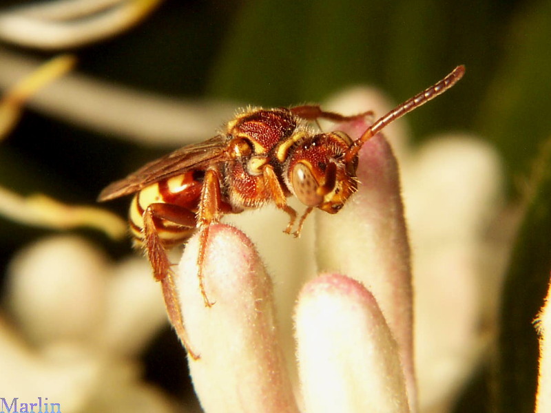 Cuckoo Bee