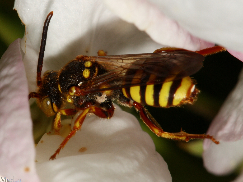 Cuckoo Bee