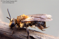 Digger Bee