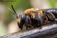 Digger Bee