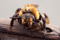 Digger Bee