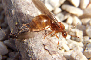 Image: Queen Ant