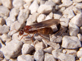 Image: Queen Ant