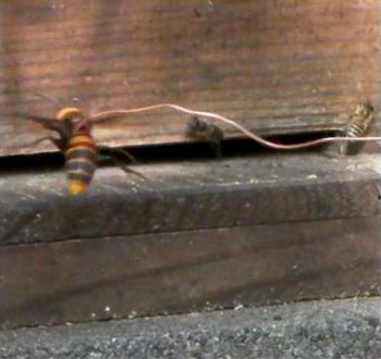 Giant hornet entering beehive