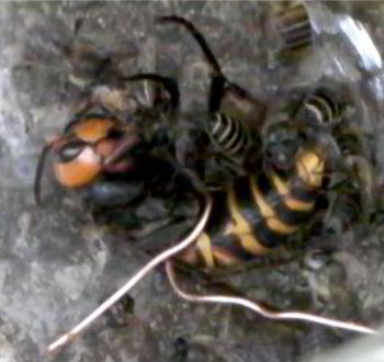 Giant hornet cooked to  death