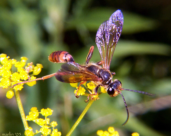 Sphecid Wasp - Isodontia elegans