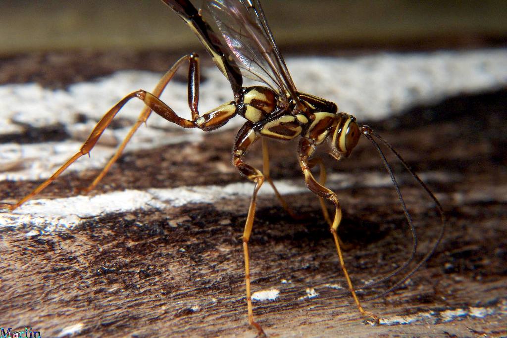 Megarhyssa macrurus