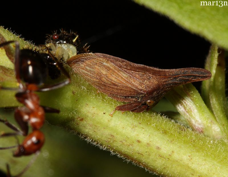 Nymph and adult Treehopper - Campylenchia latipes