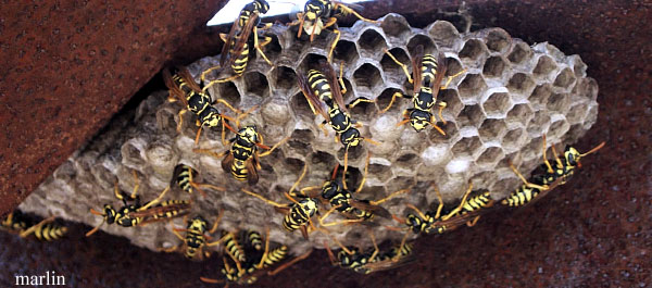 Paper Wasp Nest