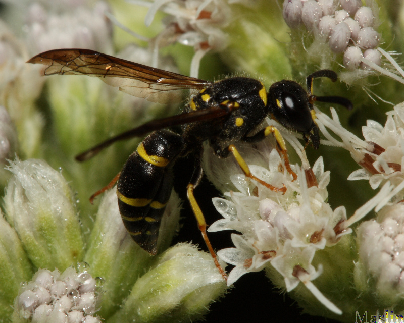 Potter Wasp